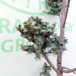Céder atlantský (Cedrus atlantica) ´GLAUCA´ - výška 150-170cm, kont. C45L-BONSAJ